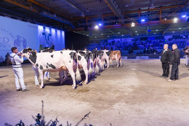 A CREMONA SI INCORONA LA MUCCA PIÙ BELLA.