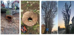 Cremona Da oggi il via al piano delle potature, mille alberi gli alberi interessati