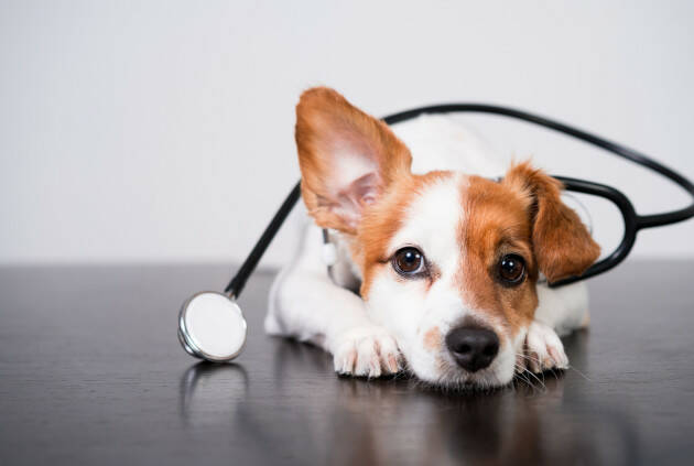 ELEZIONI EUROPEE   I Medici Veterinari chiedono più dialogo con gli europarlamentari