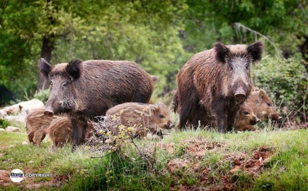 PESTE SUINA, PILONI (PD): UN’INTERA NOTTE PER CATTURARE TRE CINGHIALI