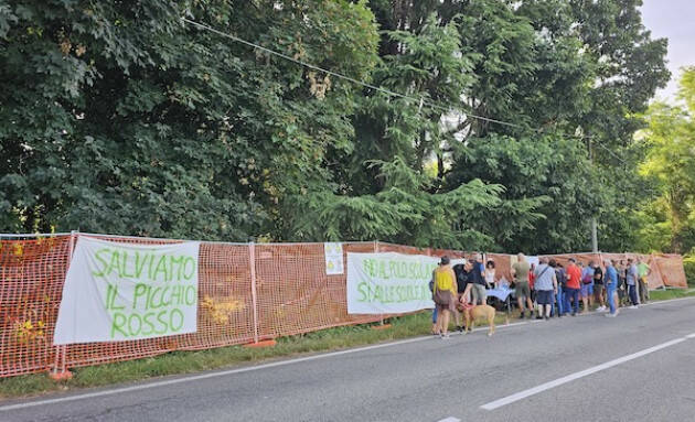 BOSCO DI GALLARATE Paola Pizzighini (M5S): NO ALL’ENNESIMA COLATA DI CEMENTO”.