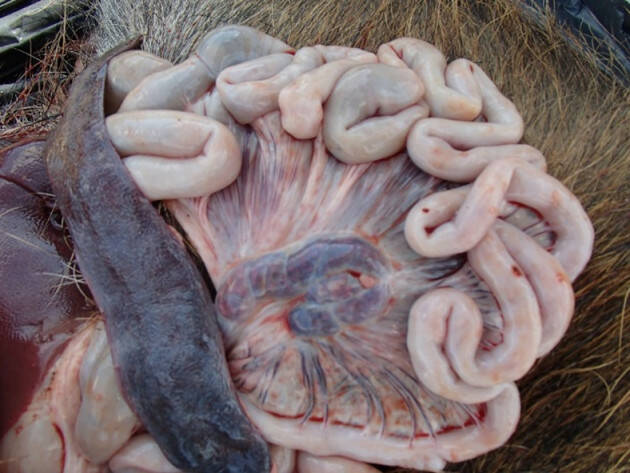 PESTE SUINA, PILONI (PD): LA SITUAZIONE SI AGGRAVA