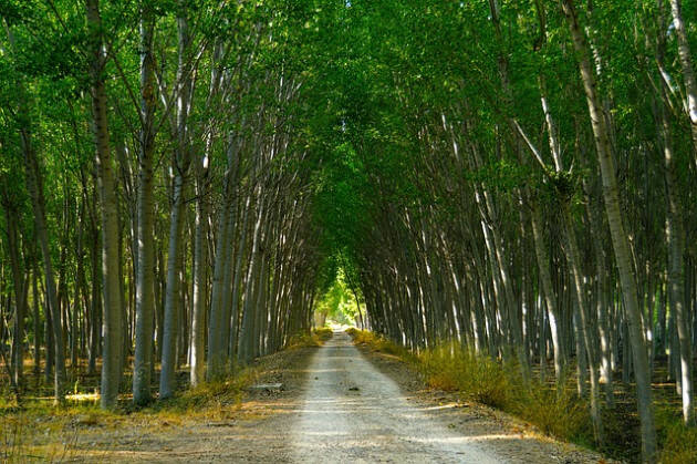 LNews-AGRICOLTURA. PER PIOPPICOLTURA E ARBORICOLTURA DUE BANDI DA 2,5 MILIONI DI EURO