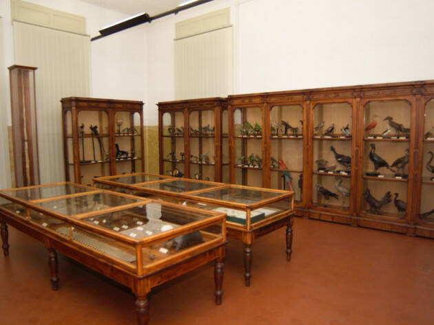 Cremona Dal 17 settembre nuovo orario sperimentale per il Museo di Storia Naturale