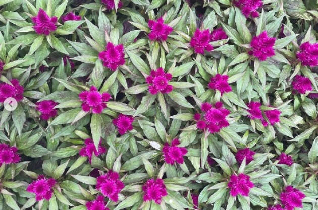 Invasioni Botaniche Ormai una tradizione che rende gradevole la città. | Andrea Virgilio