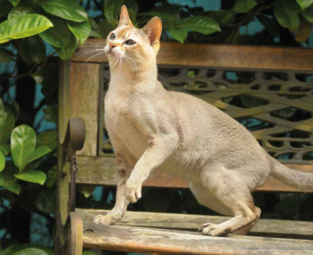 A Cremona Petsfestival 2024: Un Weekend di Meraviglie Animali 