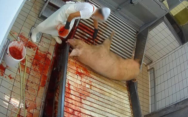  Animal Equality rivela le illegalità all’interno di un macello di maiali a Cremona