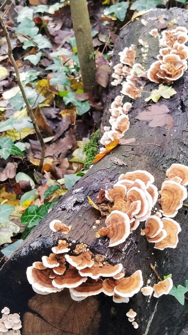 Bosco Didattico di Castelleone aperto domenica 10 dalle 14,00 ALLE ORE 18,00