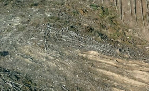 Deforestazione: rinvio Ue passo significativo. Avanti su semplificazione