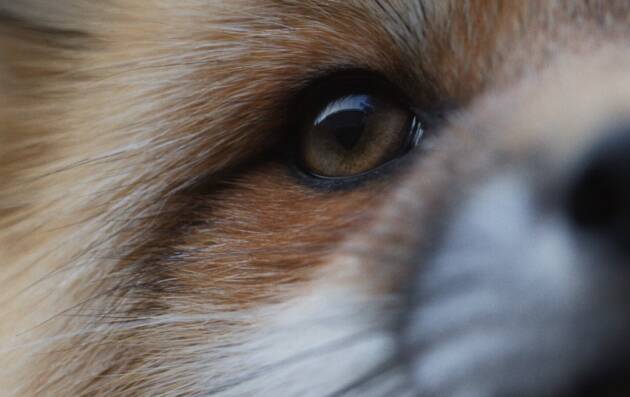 Torre de Picenardi Soms due film. 'Out of Sight, by the Forest'  e  'PATROL' 