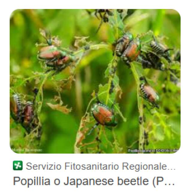 PUPILIA JAPONICA, EUROPA VERDE CHIEDE...INTERVENGA LA REGIONE