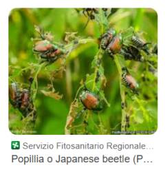 PUPILIA JAPONICA, EUROPA VERDE CHIEDE...INTERVENGA LA REGIONE 
