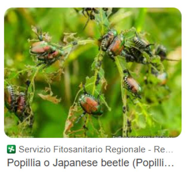 Popillia japonica, Di Marco (M5s):Centrodestra arriva con cinque anni di ritardo