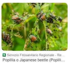 Popillia japonica, Di Marco (M5s):Centrodestra arriva con cinque anni di ritardo