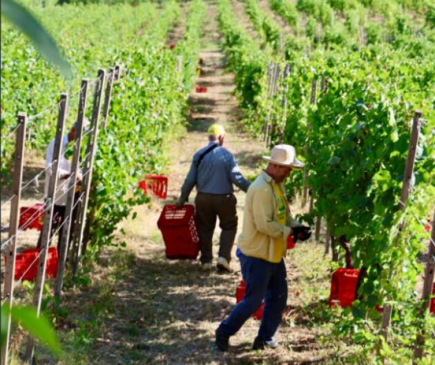 Vino, Coldiretti Lombardia: vendemmia al via In anticipo per il caldo, cresce la produzione