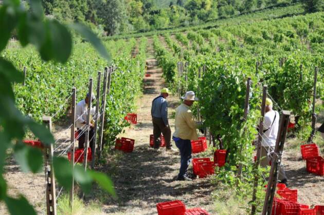 Vino, Coldiretti Lombardia: vendemmia al via In anticipo per il caldo, cresce la produzione