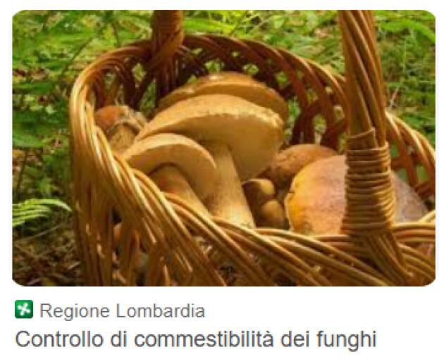 RACCOLTA FUNGHI: RIVOLGITI AGLI ESPERTI DI ATS VAL PADANA