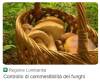 RACCOLTA FUNGHI: RIVOLGITI AGLI ESPERTI DI ATS VAL PADANA