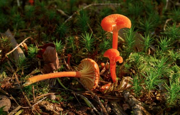 (BS) CORSO DI INTRODUZIONE ALLO STUDIO DEI FUNGHI