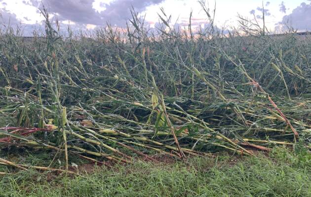 Coldiretti  Maltempo, riso e mais spezzati tra Milano e Cremona