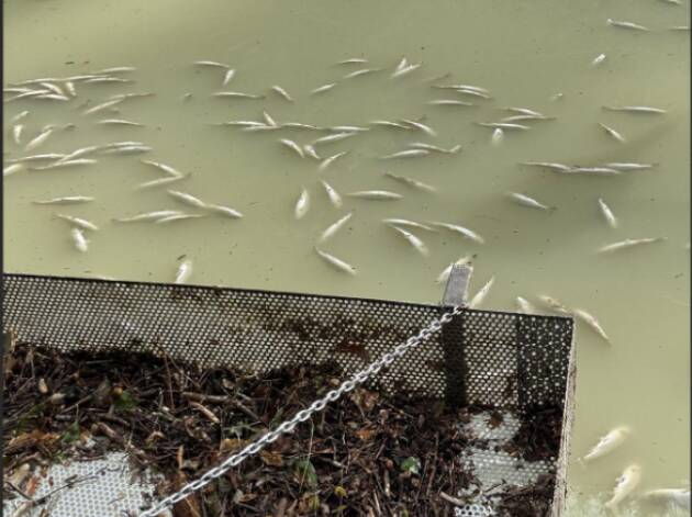 Coldiretti  Maltempo, riso e mais spezzati tra Milano e Cremona