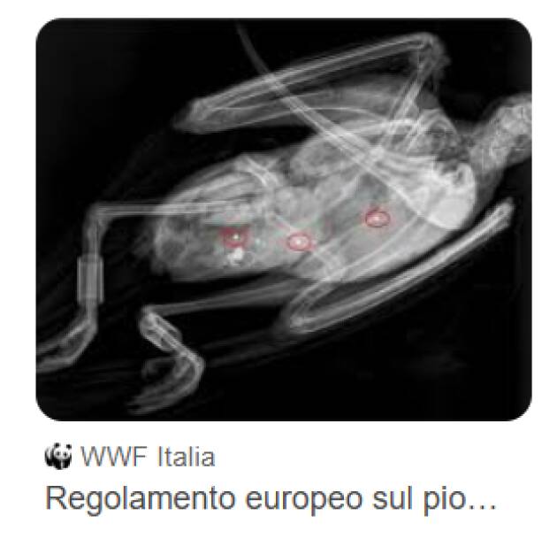 UE stop piombo nelle munizioni, Pollini (M5s)