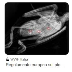 UE stop piombo nelle munizioni, Pollini (M5s)