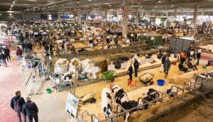 Fiere Zootecniche Internazionali 2025, Cremona epicentro mondiale Zootecnia del futuro