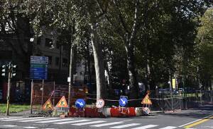 (MI) VERDE. AL VIA LAVORI IN VIALE LUNIGIANA PER RIQUALIFICARE IL PARTERRE ALBERATO