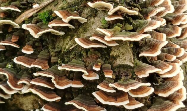 Il  Bosco Didattico di Castelleone è a disposizione del pubblico