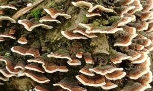 Il  Bosco Didattico di Castelleone è a disposizione del pubblico