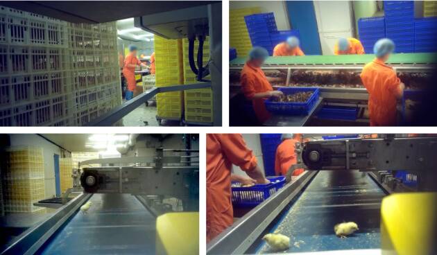 Nuova inchiesta shock rivela l’uccisione dei pulcini in un incubatoio francese (video)