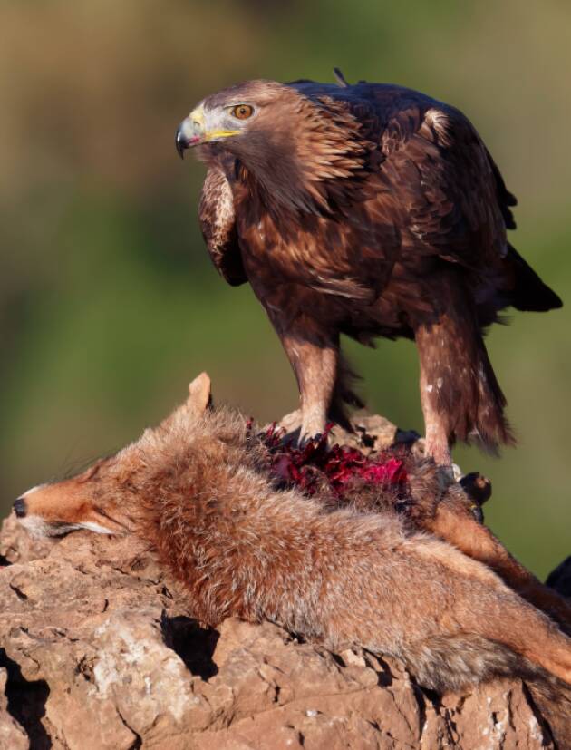(MI) CULTURA. AL MUSEO DI STORIA NATURALE LA MOSTRA 'IL VELENO DOPO LO SPARO'