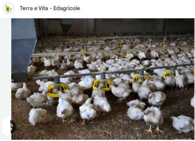 Aviaria -Piloni (Pd): In un mese oltre 350mila capi abbattuti.
