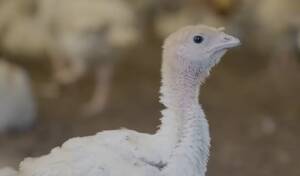 Animal Equality Nuova inchiesta: ecco come vengono allevati i tacchini in Brasile