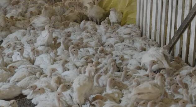 Animal Equality Nuova inchiesta: ecco come vengono allevati i tacchini in Brasile