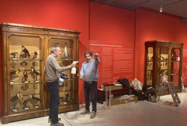 (CR) Pellicole antisfondamento sulle vetrine storiche del Museo di Storia Naturale
