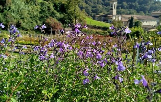 Bergamo Nasce nella Valle d’Astino la prima tartufaia comunale