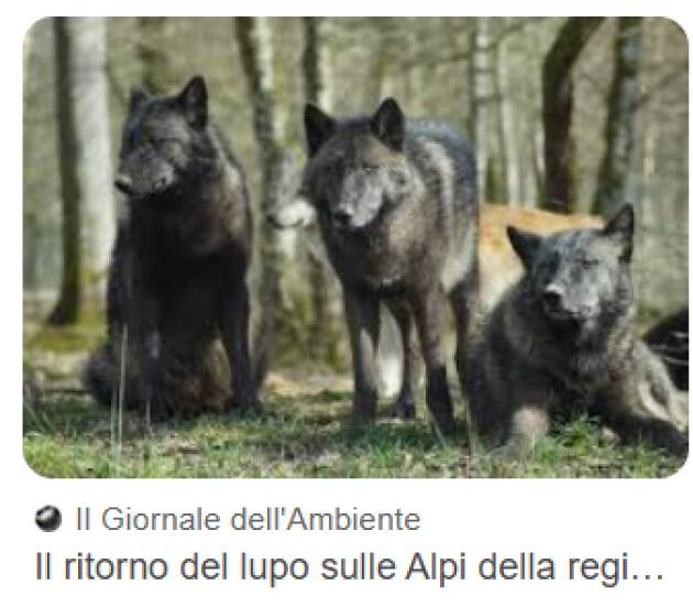 Lupo, Pollini (M5s): 'Alimentare allarmismi è inutile e dannoso'