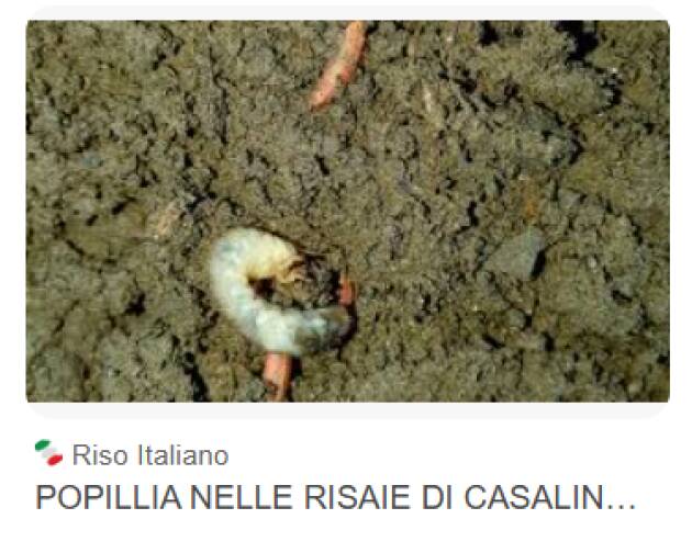 Popillia Japonica Piloni (PD): NESSUN EURO PER I RISTORI ALLE IMPRESE. 