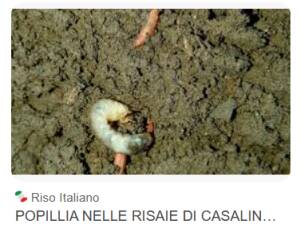 Popillia Japonica Piloni (PD): NESSUN EURO PER I RISTORI ALLE IMPRESE. 