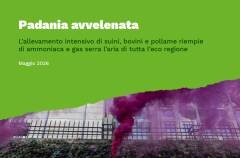 PIANURA PADANA AVVELENATA DAGLI ALLEVAMENTI INTENSIVI, NUOVO REPORT DI GREENPEACE