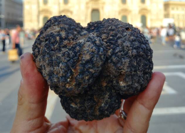 Parco delle Groane, a pochi minuti da Milano, evento alla ricerca del tartufo 