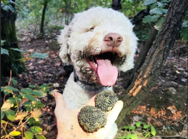 Parco delle Groane, a pochi minuti da Milano, evento alla ricerca del tartufo 