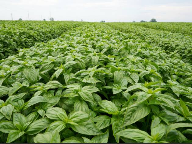 Filiera Basilico: il Consorzio Casalasco punto di riferimento lotta alla peronospora