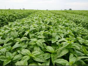 Filiera Basilico: il Consorzio Casalasco punto di riferimento lotta alla peronospora