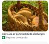 RACCOLTA FUNGHI: RIVOLGITI AGLI ESPERTI DI ATS VAL PADANA