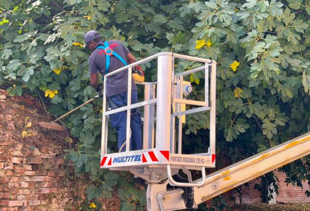(CR) Bastioni di Porta Mosa: al via gli interventi per la pulizia delle mura