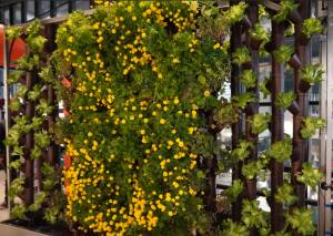 AL POLO DI CREMONA NASCE THE LIVING WALL, LA PARETE VERDE IDROPONICA