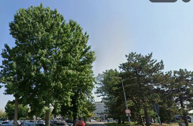 Nuovo Ospedale e alberi: non basta contarli, bisogna confrontare anche ciò che esiste già